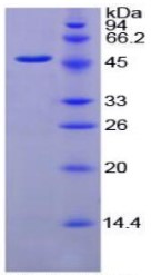SDS-PAGE FGG-730C.jpg